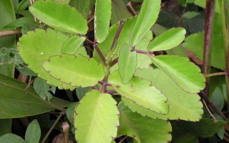 Cách trị sẹo bỏng dầu ăn cải thiện trong thời gian ngắn-3