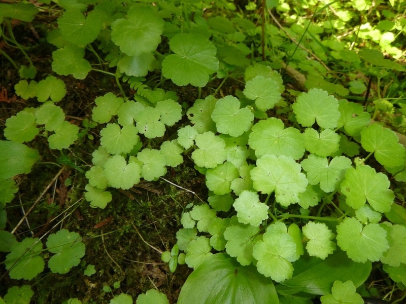 trị sẹo lõm lâu năm bằng rau má 2