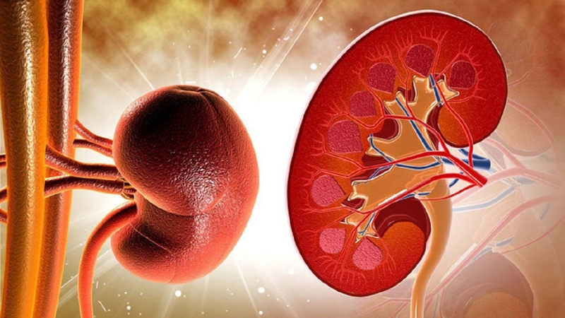 Cách trị thận yếu tại nhà không khó như bạn nghĩ 1