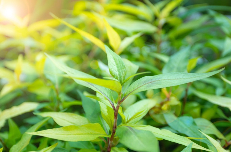 Cách trị thận yếu tại nhà không khó như bạn nghĩ 3