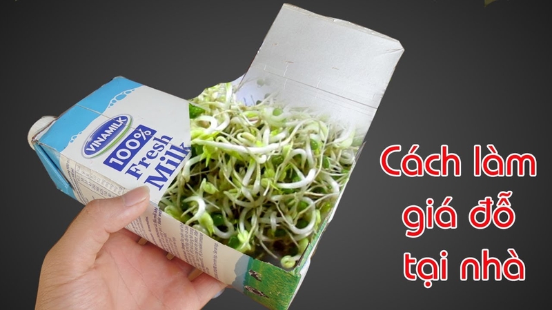 Tận dụng hộp sữa giấy để trồng giá đỗ