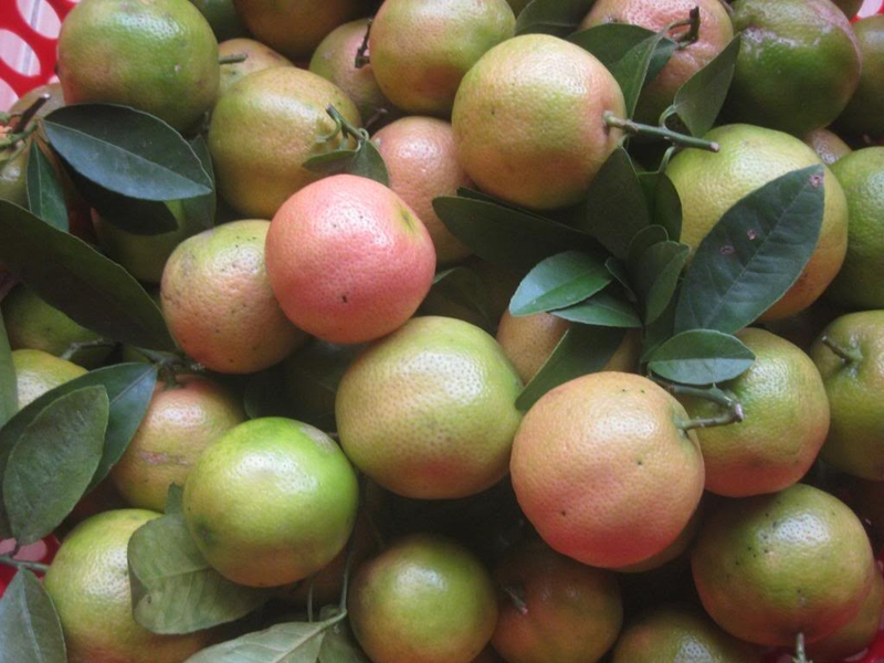 cách uống chanh đào mật ong trị ho 1