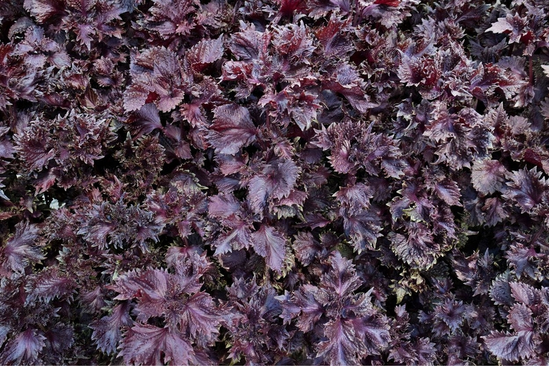 Học cách uống lá tía tô của người Nhật để chăm sóc sức khỏe 1