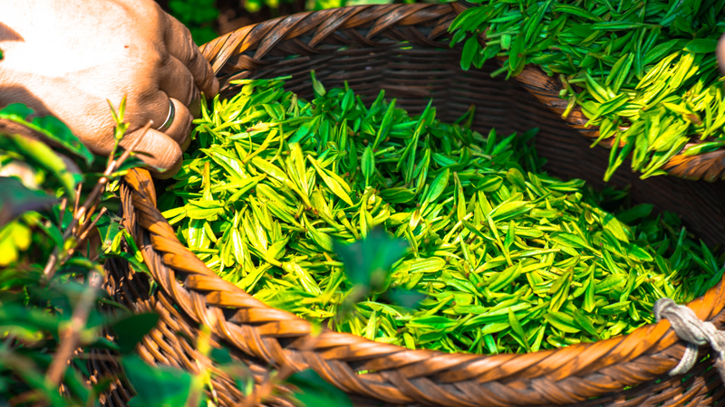 Cách uống trà xanh có lợi cho sức khỏe và sắc đẹp 2