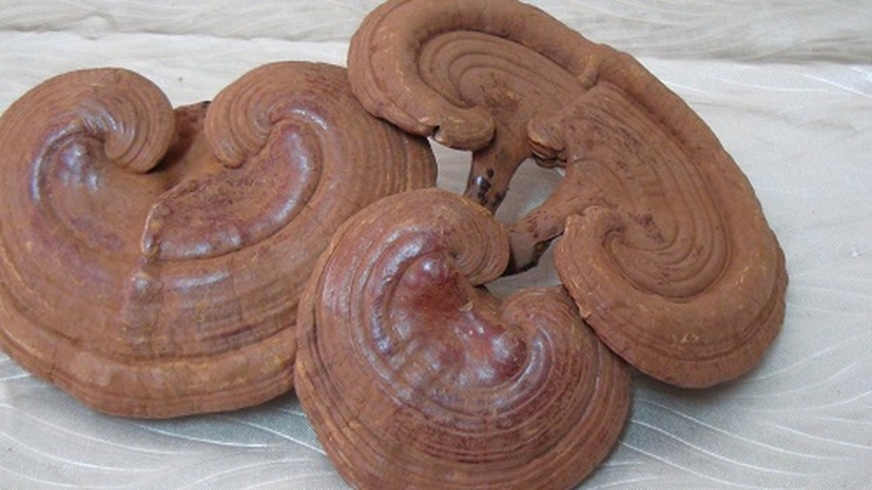 lam-sao-biet-nam-linh-chi-bi-moc-va-cach-xu-ly-nam-linh-chi-bi-moc-1