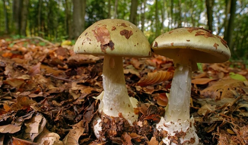 Cách xử lý nhanh và điều trị ngộ độc nấm độc 1