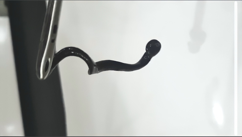 Cách xử trí khi bị con vắt hút máu-3