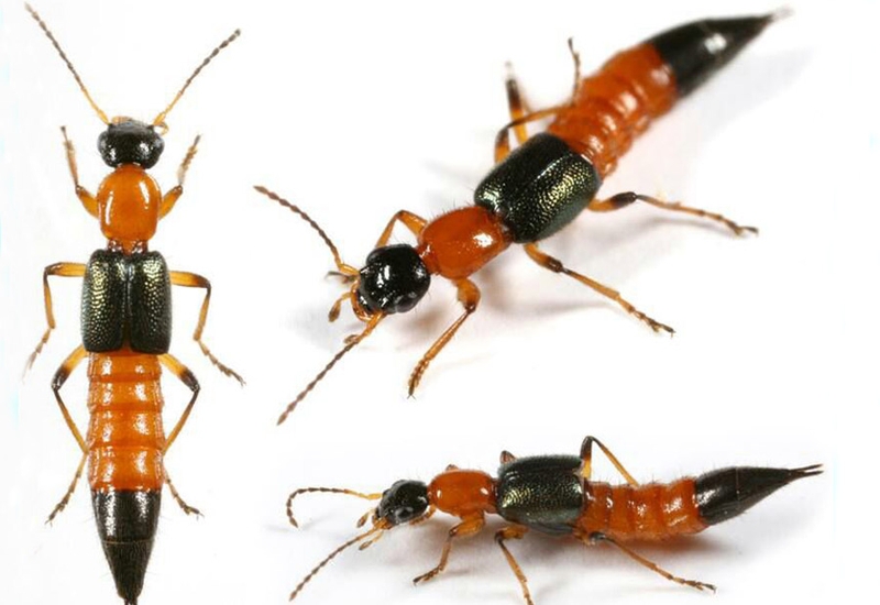 Cách xử trí khi bị kiến ba khoang đốt bạn đã nắm rõ