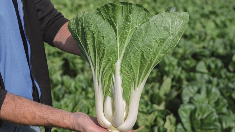 Khám phá dinh dưỡng và lợi ích tuyệt vời của cải bẹ trắng 4
