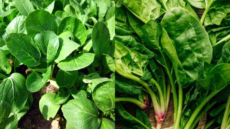 cai-bo-xoi-co-phai-la-cai-ngot-khong 4