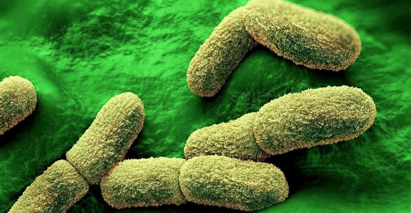 Cái chết đen: Cơn ác mộng kinh hoàng nhất trong lịch sử nhân loại 2