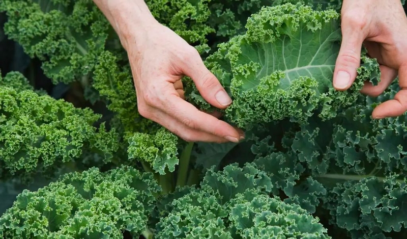Cải kale bị vàng lá có ăn được không? Lưu ý những gì khi ăn? 1