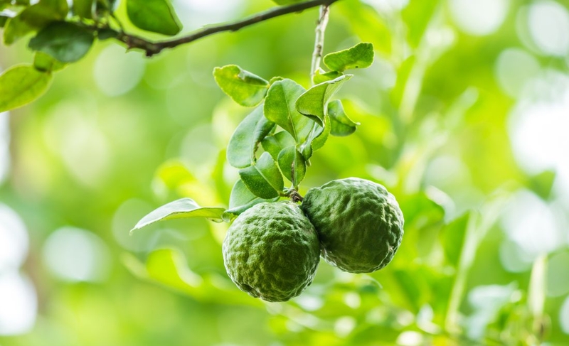 Cam Bergamot: Món quà sức khỏe có hương thơm quyến rũ 2