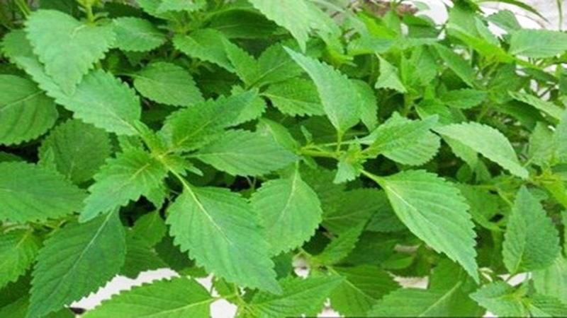 Những bài thuốc chữa cảm cúm trong Đông y