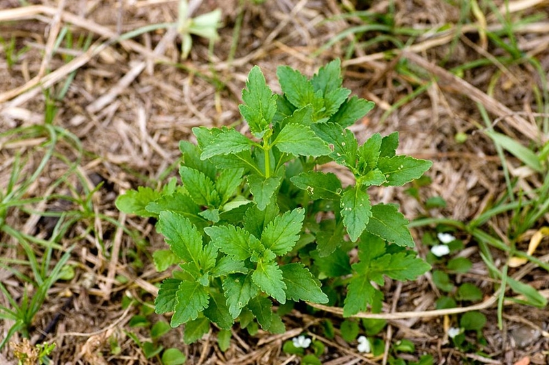 Cam thảo đất có tác dụng gì trong điều trị bệnh? Các bài thuốc dân gian từ cam thảo đất 1