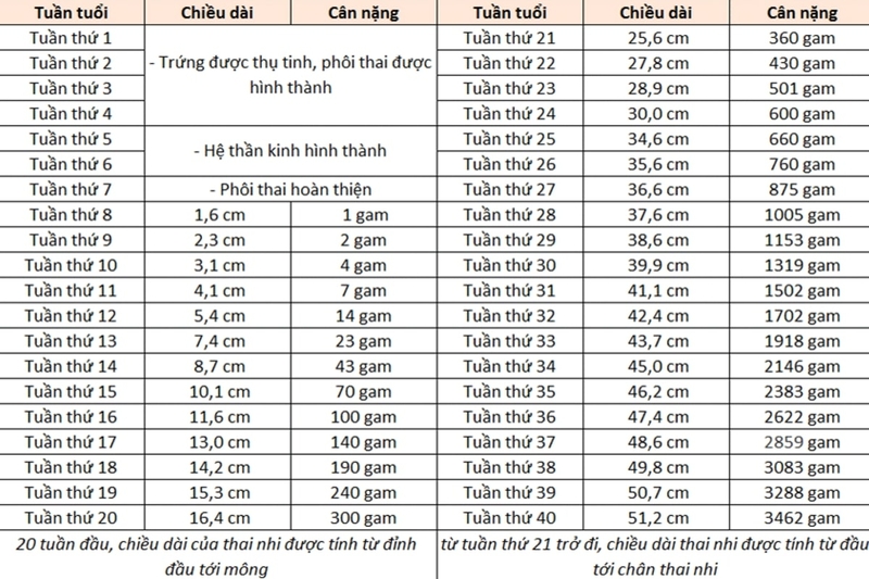 Cần làm gì để đạt được cân nặng chuẩn của thai nhi? 1