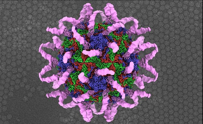 Cẩn trọng với Rhinovirus gây bệnh cảm lạnh! 1