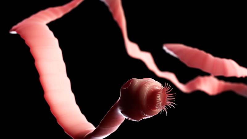 Cảnh báo các triệu chứng sau khi ăn tiết canh vịt - Đọc ngay! 3