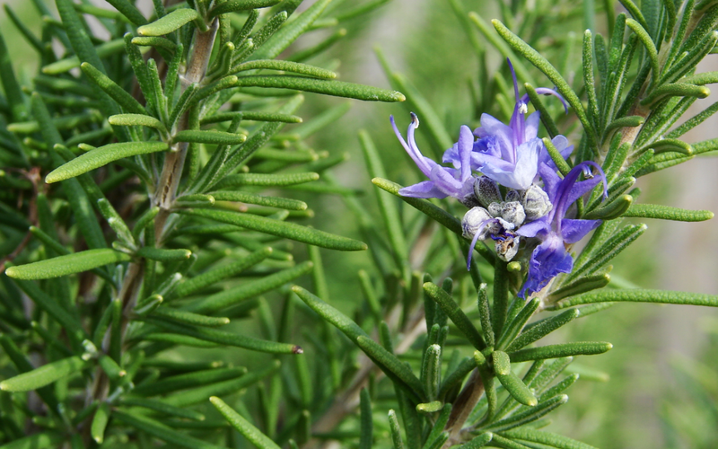 Cảnh báo một số tác hại của cây hương thảo 1