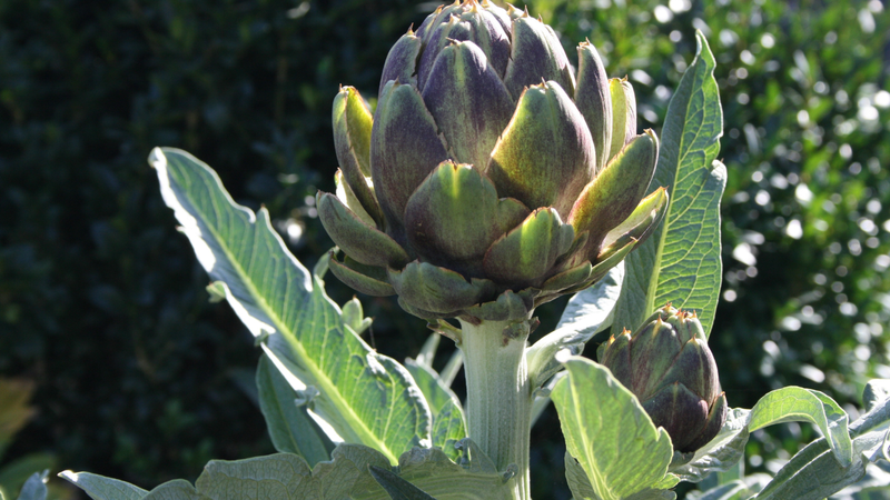 Canh gì ăn mát gan​? 5 món canh giải nhiệt mùa hè 1