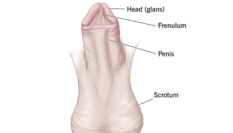 Cắt dây hãm bao quy đầu ở nam giới là gì? Những lợi ích của phương pháp này 1