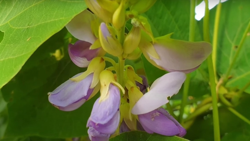 Cát hoa chính là hoa của cây sắn dây