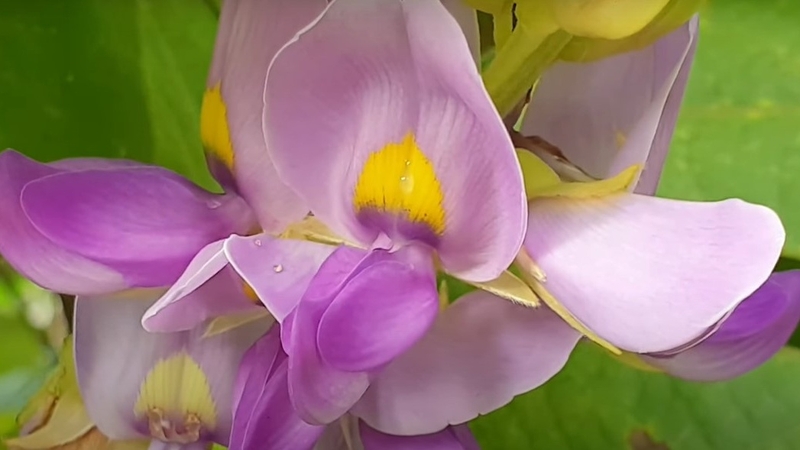 Trong Đông y, cát hoa giúp giảm triệu chứng tiêu chảy