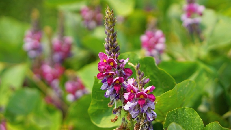 Cát hoa có thành phần giúp cải thiện tuần hoàn máu