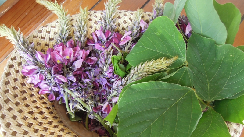 Cát hoa là thành phần chính trong bài thuốc giải độc rượu