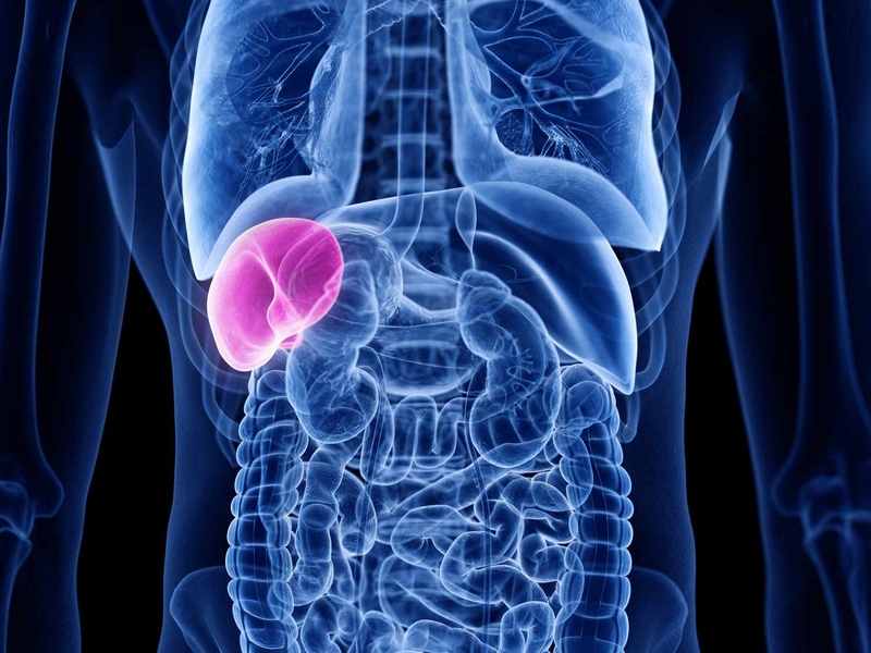 Cắt lá lách có sinh con được không? Các trường hợp phải cắt bỏ lá lách 1