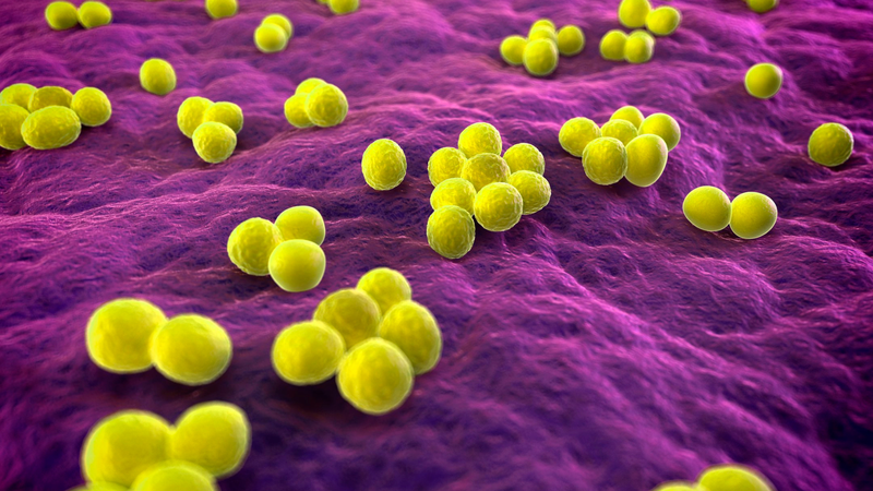 Tụ cầu khuẩn (Staphylococcus) là nhóm cầu khuẩn Gram dương, thường tụ lại thành đám như chùm nho
