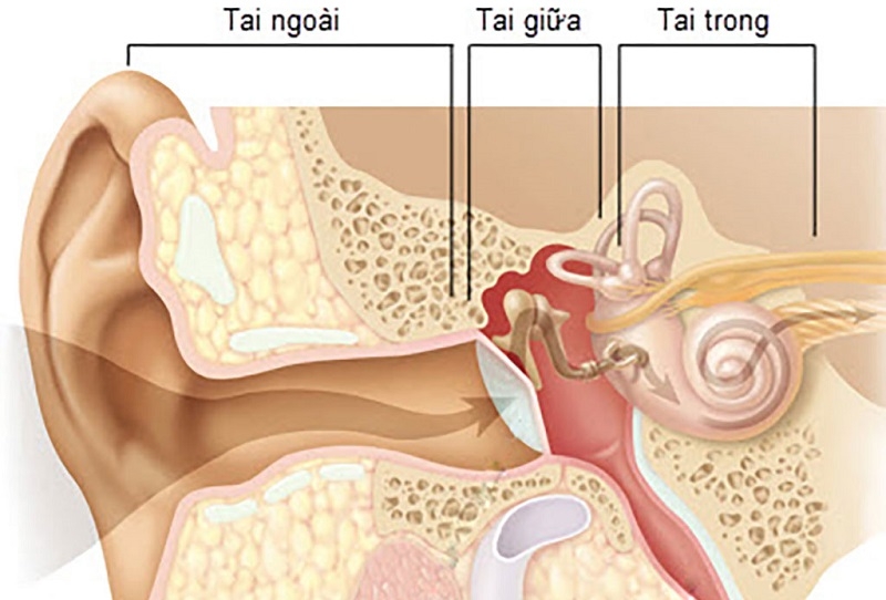 Cấu tạo của tai và chức năng sinh lý 1
