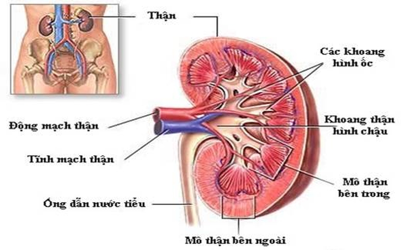 Cấu tạo của thận gồm nephron vỏ và nephron cận tuỷ