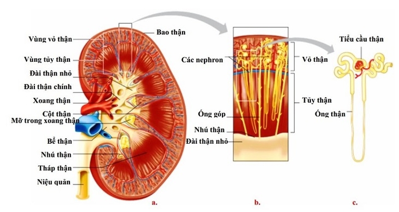 Cấu tạo của thận gồm những gì? Thận nằm ở đâu và có chức năng như thế nào? 3