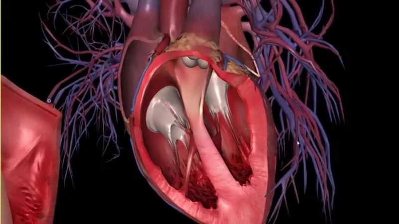 Cấu tạo của tim và các bệnh thường gặp liên quan đến tim 2