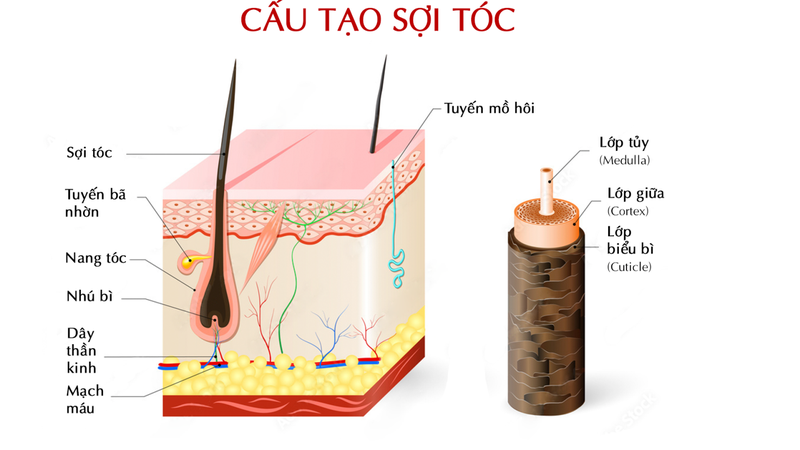 Cấu tạo sợi tóc và những lưu ý để có mái tóc khỏe đẹp 1