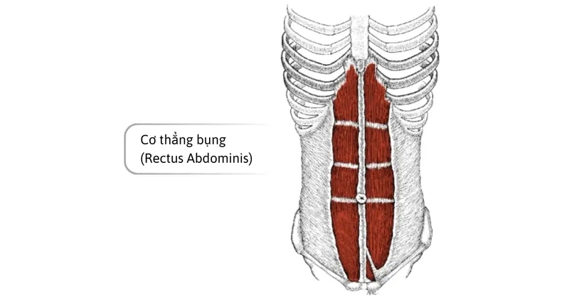 Cấu tạo và chức năng của các lớp thành bụng 2