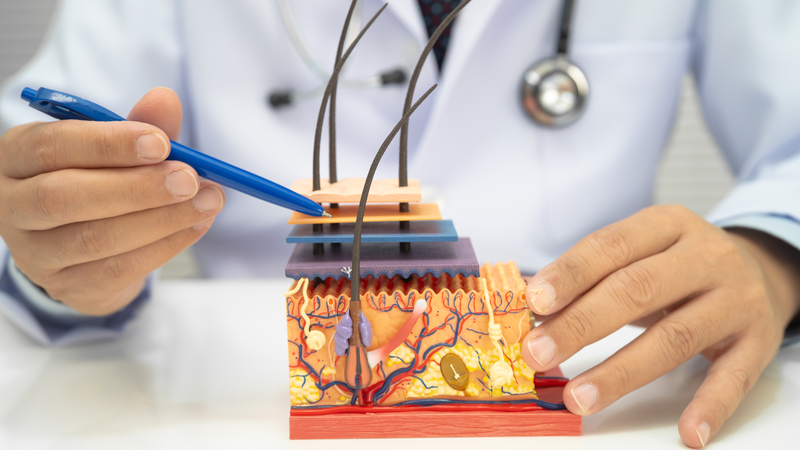 Tìm hiểu cấu tạo và chức năng của da