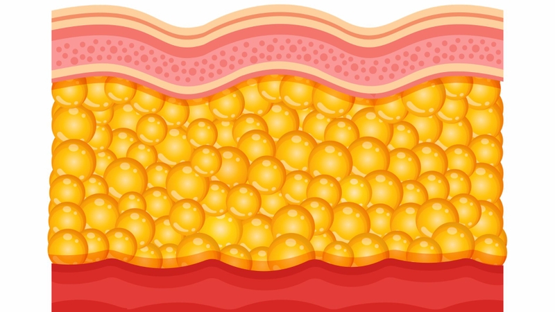 Lớp mỡ dưới da giúp cách nhiệt và bảo vệ cơ thể trước sự thay đổi nhiệt độ môi trường