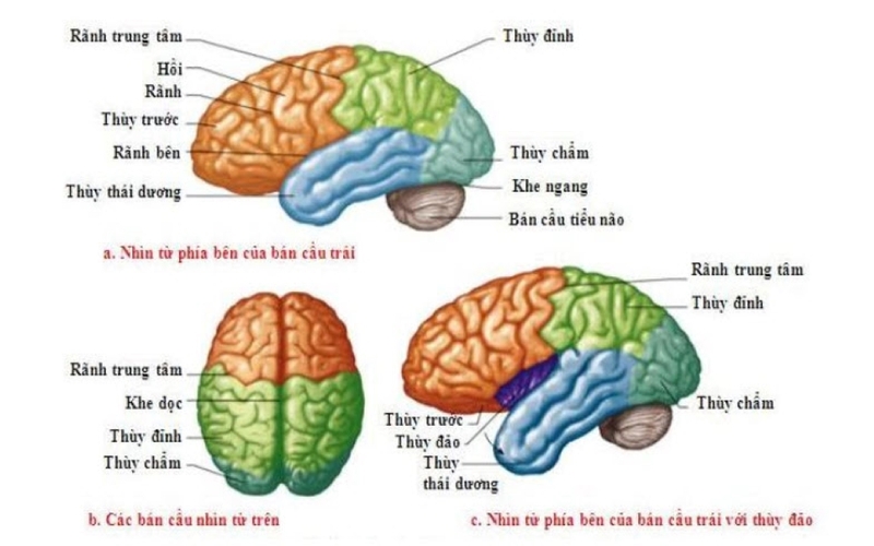 Cấu tạo của đại não