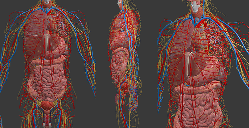 Cấu tạo và sự phát triển của xúc giác là gì?