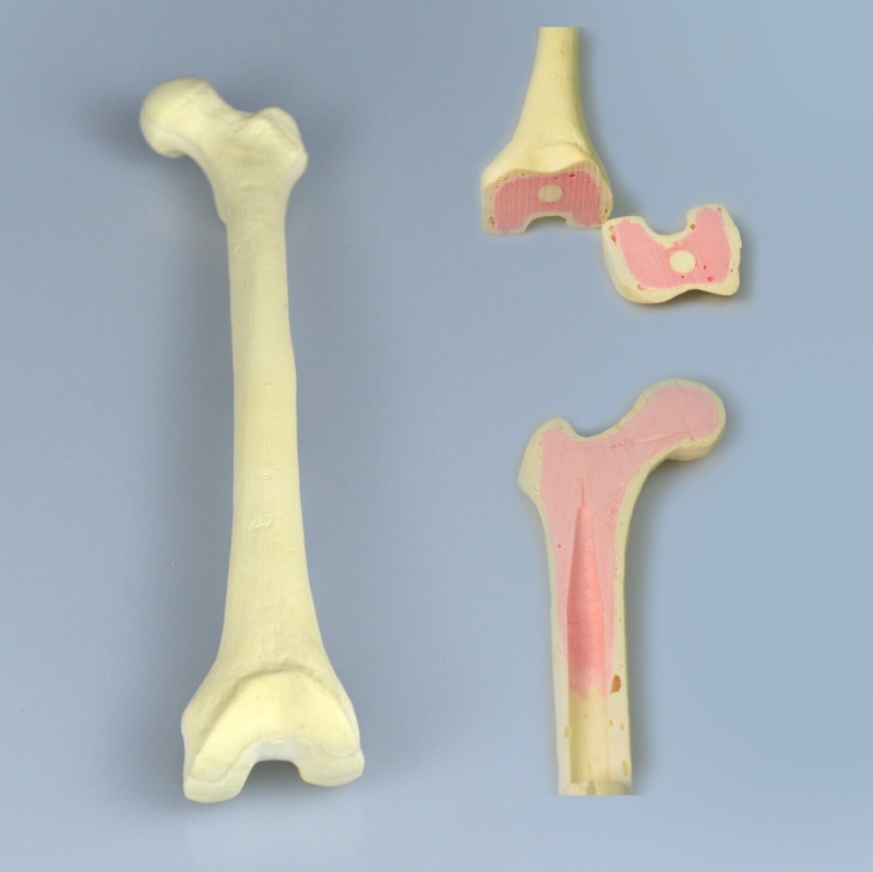 Cấu trúc của xương đùi trong cơ thể con người3