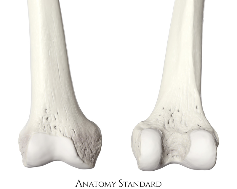 Cấu trúc của xương đùi trong cơ thể con người4