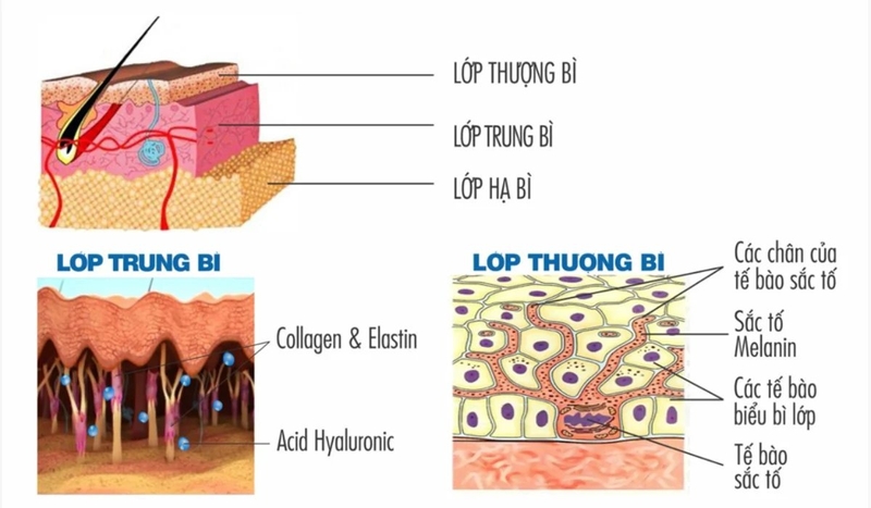Cấu trúc da mặt và cách chăm sóc để có được làn da khỏe mạnh 1