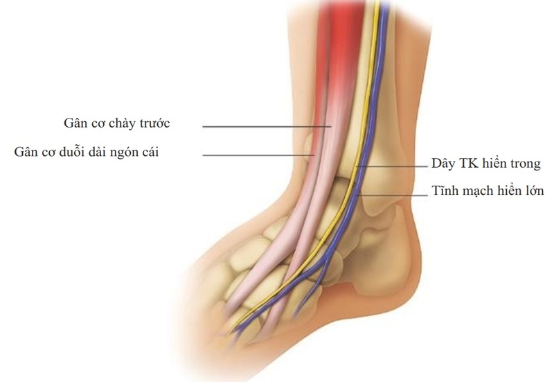 Cấu trúc giải phẫu của khớp cổ chân và các bệnh lý thường gặp 3