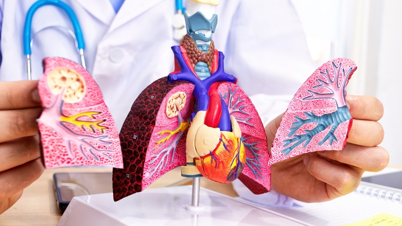 giải phẫu phổi 0