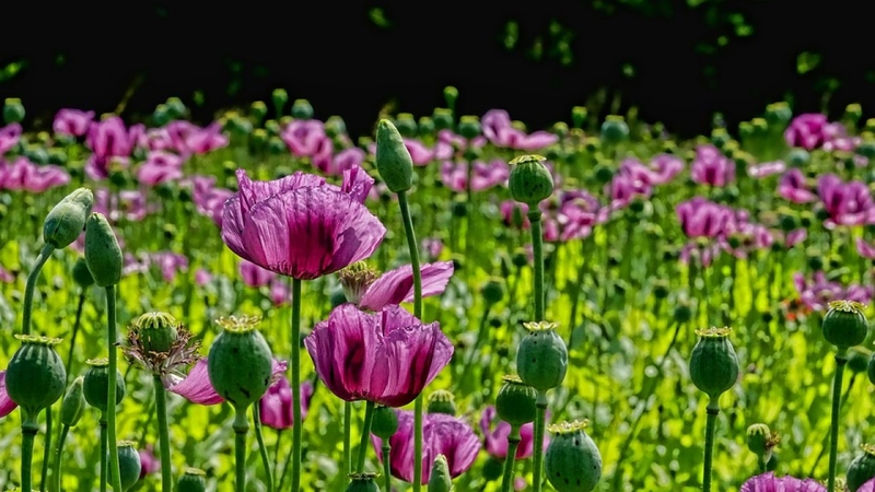 Cây anh túc thứ đen là loại cây chủ yếu phân bố ở Châu Âu, có hoa màu tím, quả tròn, hạt màu xám