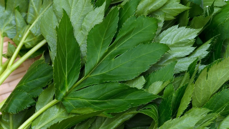 Tại Nhật Bản, lá Ashitaba non thường được dùng như một loại rau