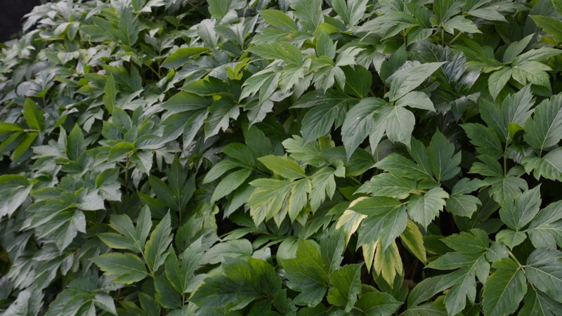 Cây Ashitaba là loại cây thân thảo lâu năm