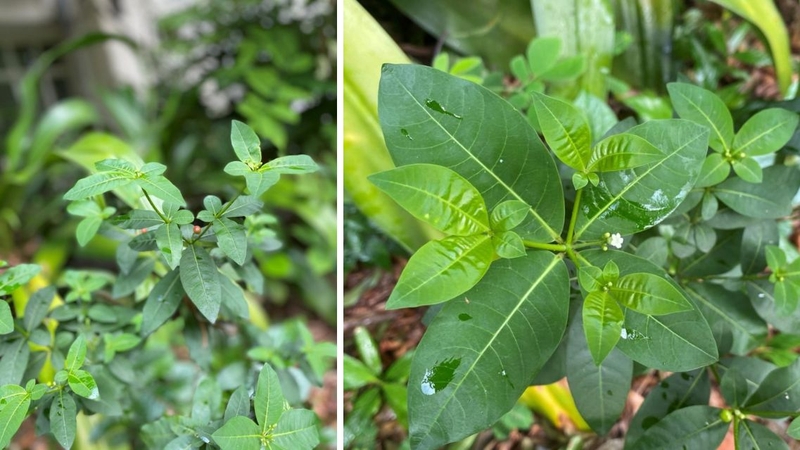 Từ lâu cây ba gạc đã được dùng trong Y học cổ truyền